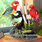 Electric Battery Operated Control Voice-Parrots